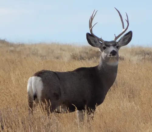 a majestic deer with large antlers standing in the golden grasslands of Medicine Bow–Routt National Forest