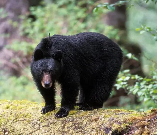 Black Bear