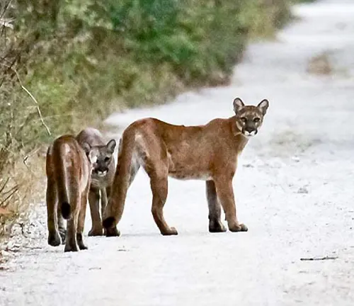 Florida Panther