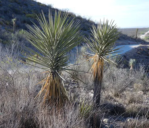 two prominent yucca plants in the foreground of Palo Duro Canyon State Park