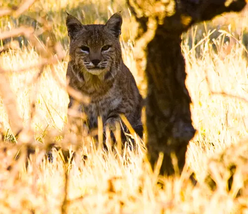 a wildcat, possibly a bobcat or lynx, standing alert amidst tall golden grass