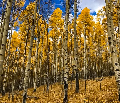 Golden aspen trees in Bighorn National Forest during fall