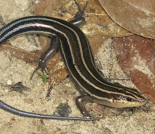 Western Five-lined Skink, a type of lizard with black skin and five distinctive light stripes running lengthwise from its head to tail