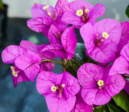close-up view of Bougainvillea spectabilis flowers