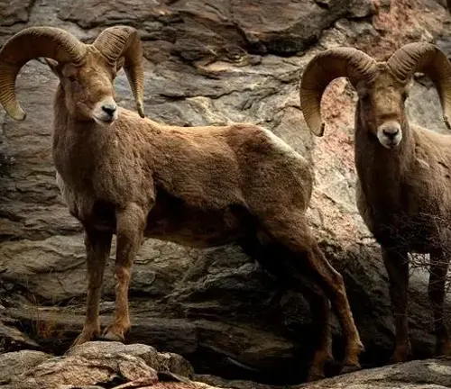 Two bighorn sheep standing on rocky terrain in Bighorn National Forest