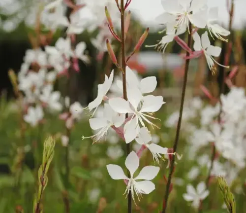 White Gaura flowers in full bloom during spring in a garden