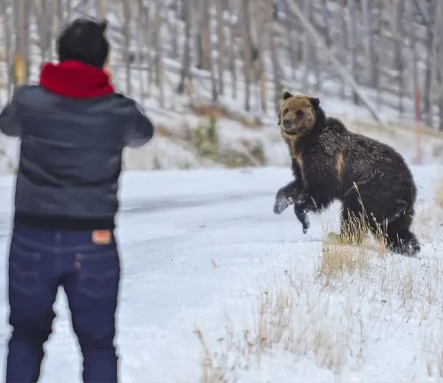 Person observing a brown bear in a snowy forest