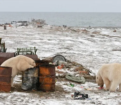 two polar bears scavenging through litter on a polluted shore