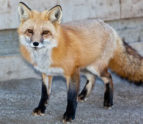 Red Fox Gestation Period