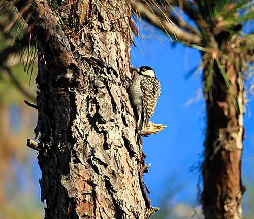 Red-cockaded Woodpecker