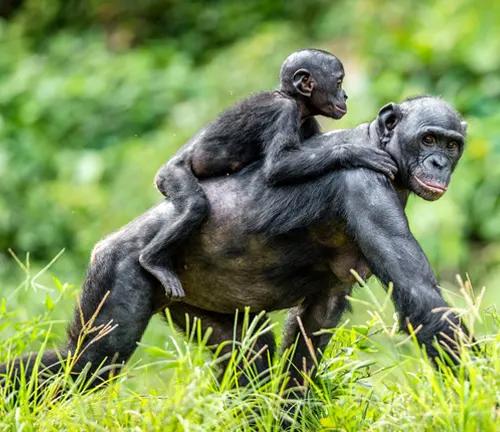 A young bonobo clinging to the back of an adult amidst greenery