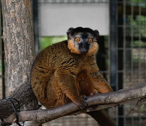 Collared Brown Lemur
(Eulemur collaris)