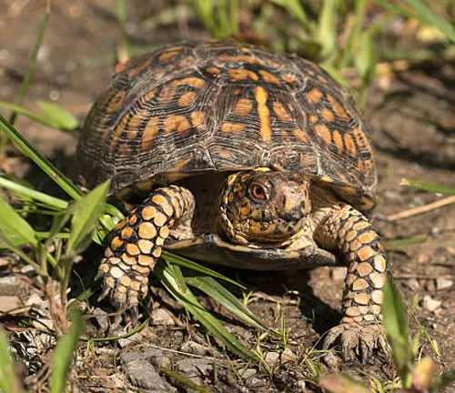 Eastern Box Turtle