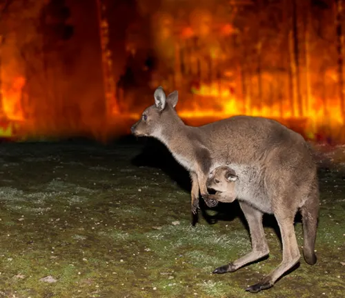 Climate Change Red Kangaroo