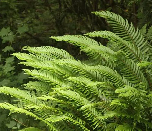 Sword Fern