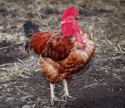 Naked Neck Chicken