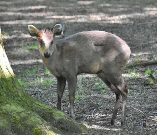 Gongshan Tufted Deer