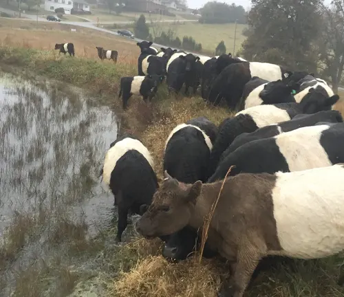 Versatile Habitat Belted Galloway Cattle