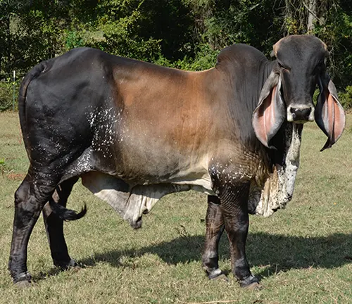 Brahman Cattle