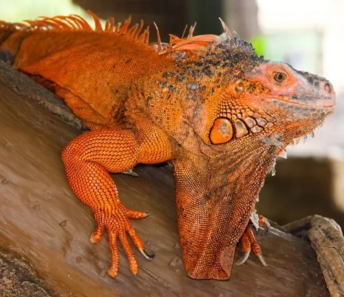 vibrant red iguana perched on a tree branch, showcasing its detailed and textured scales