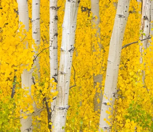 close-up view of several white birch tree trunks surrounded by bright, vibrant yellow leaves in Lincoln National Forest, indicating it is likely autumn