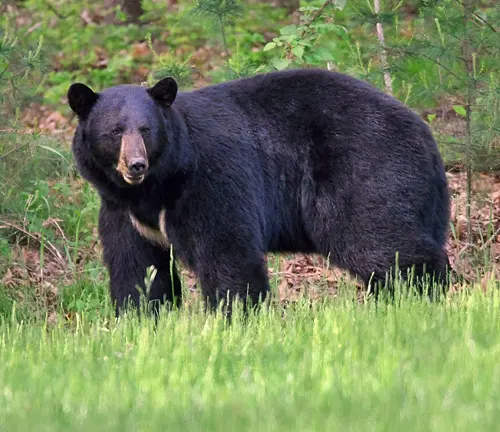 black bear standing amidst vibrant green grass in Lincoln National Forest