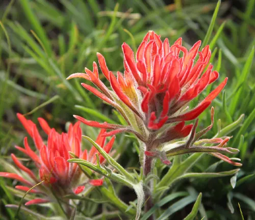 bright red Indian Paintbrush flowers amidst green foliage in the vibrant landscape of Medicine Bow–Routt National Forest