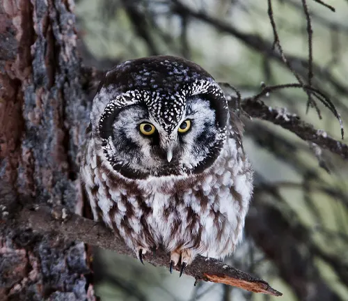 close-up of a Boreal owl perched on a tree branch in the natural woodland setting of Medicine Bow–Routt National Forest