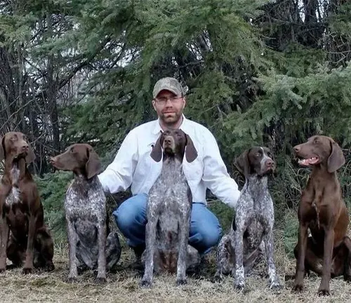 liver and roan german shorthaired pointer