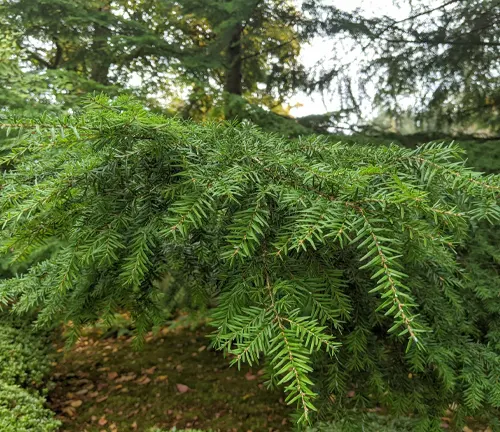 Western Hemlock