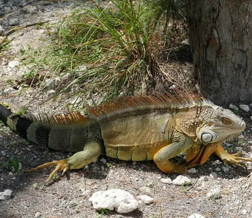 Iguana at Fort Zachary Taylor Historic State Park