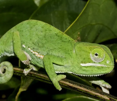 a vibrant green Senegal Chameleon with a coiled tail, perched on a horizontal branch amidst dark green leaves