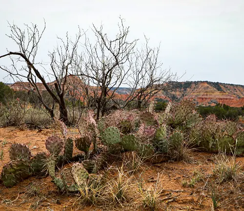 a dry, arid environment at Palo Duro Canyon State Park