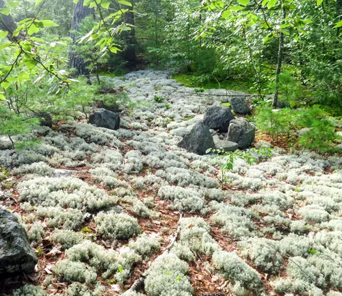 dense forest area in Starved Rock State Park with a ground covered in grey-green moss, scattered rocks