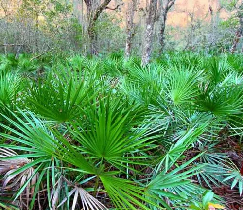 a vibrant and dense collection of green, palm-like plants covering the ground at Blue Spring State Park