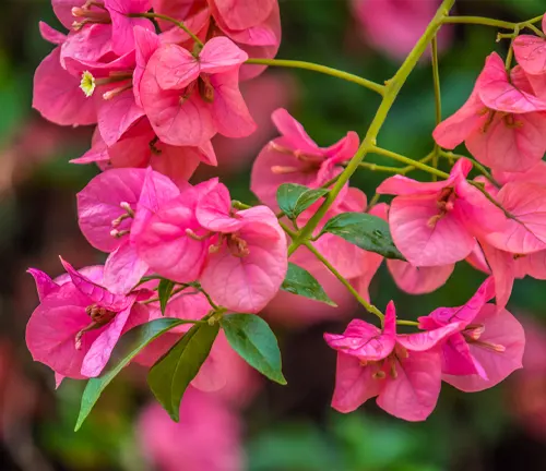 close-up view of Bougainvillea glabra flowers in full bloom
