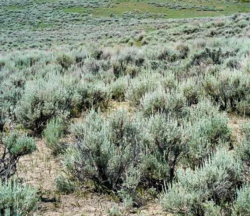 Dense sagebrush vegetation in Bighorn National Forest