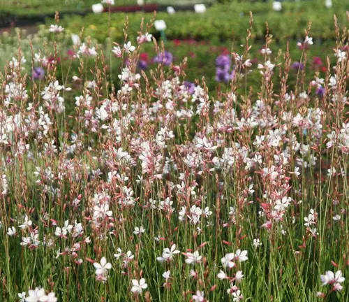 A field of blooming Gaura plants in summer with white and pink flowers