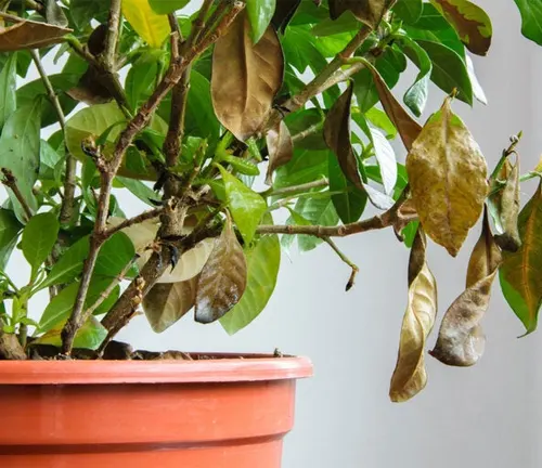 Common Gardenia plant with green and brown leaves indicating health issues, in a red pot