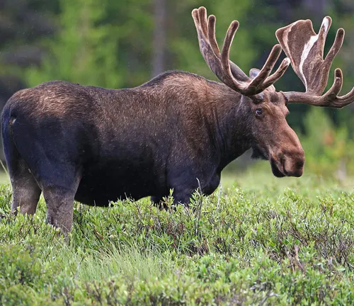 Majestic moose with large antlers amidst the greenery in Bighorn National Forest