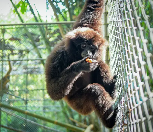 Agile Gibbon Zoos and Conservation Centers