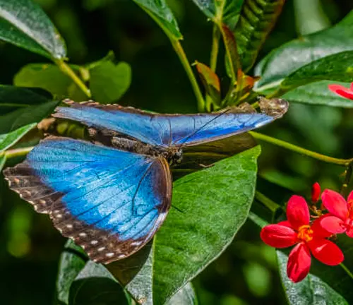 Miami Blue Butterfly