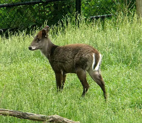 Burma Tufted Deer
