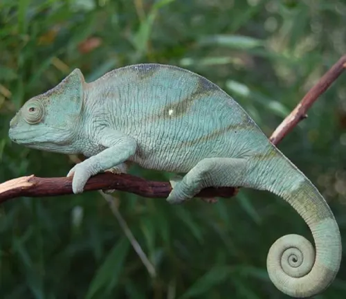 Parson’s Chameleon with textured, greenish-grey skin and a tightly curled tail, perched on a dark brown branch