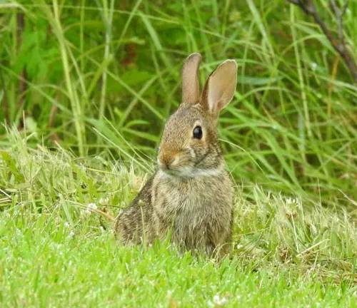 Eastern Cottontail Rabbit 