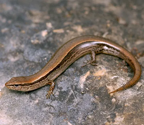 Ground Skink, a small brown lizard with sleek scales, up close
