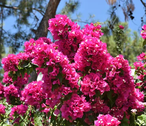 a lush, vibrant cluster of Bougainvillea peruviana flowers in full bloom