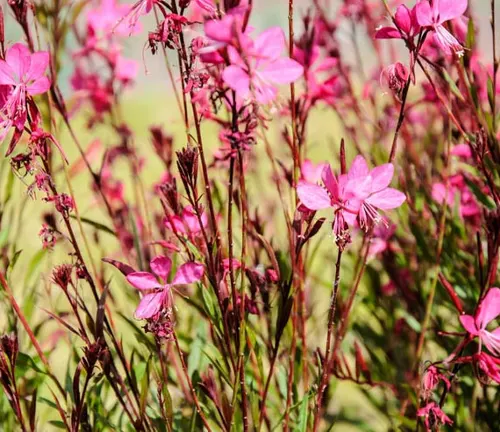 Close-up view of pink Gaura flowers in full bloom in a garden setting