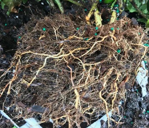 Exposed roots of a Common Gardenia plant with green granules, indicating treatment for issues