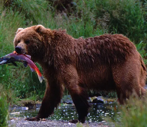 Brown bear catching a fish in a stream